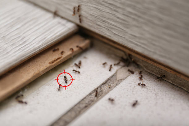 Best Spider Control Near Me  in Slaughterville, OK