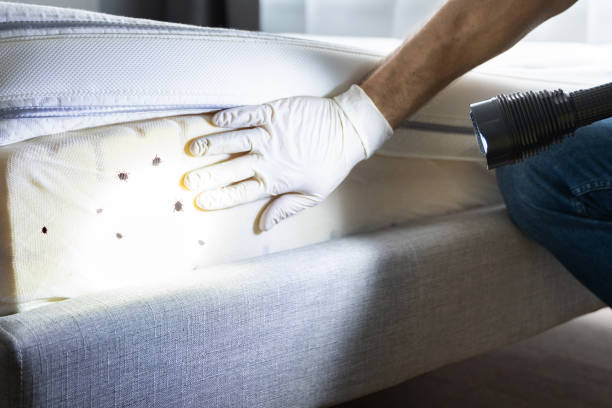 Best Termite Control Services  in Slaughterville, OK