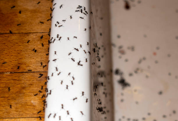 Best Affordable Pest Control Services  in Slaughterville, OK