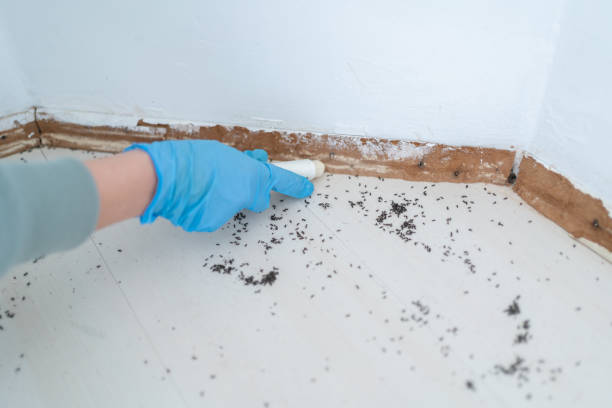 Best Termite Control Services  in Slaughterville, OK