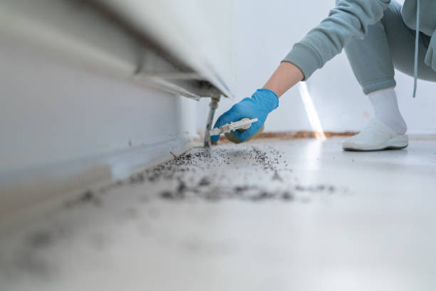 Best Flea Control Services  in Slaughterville, OK
